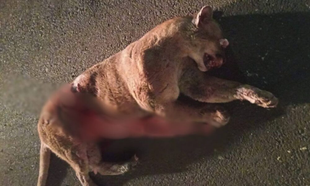 Onça é atropelada em rodovia de São Paulo1750088026.jpeg