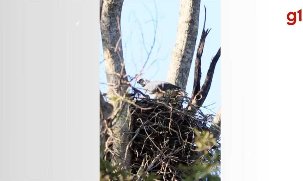 Descoberta do ninho da maior águia no Pantanal1752385295.jpeg
