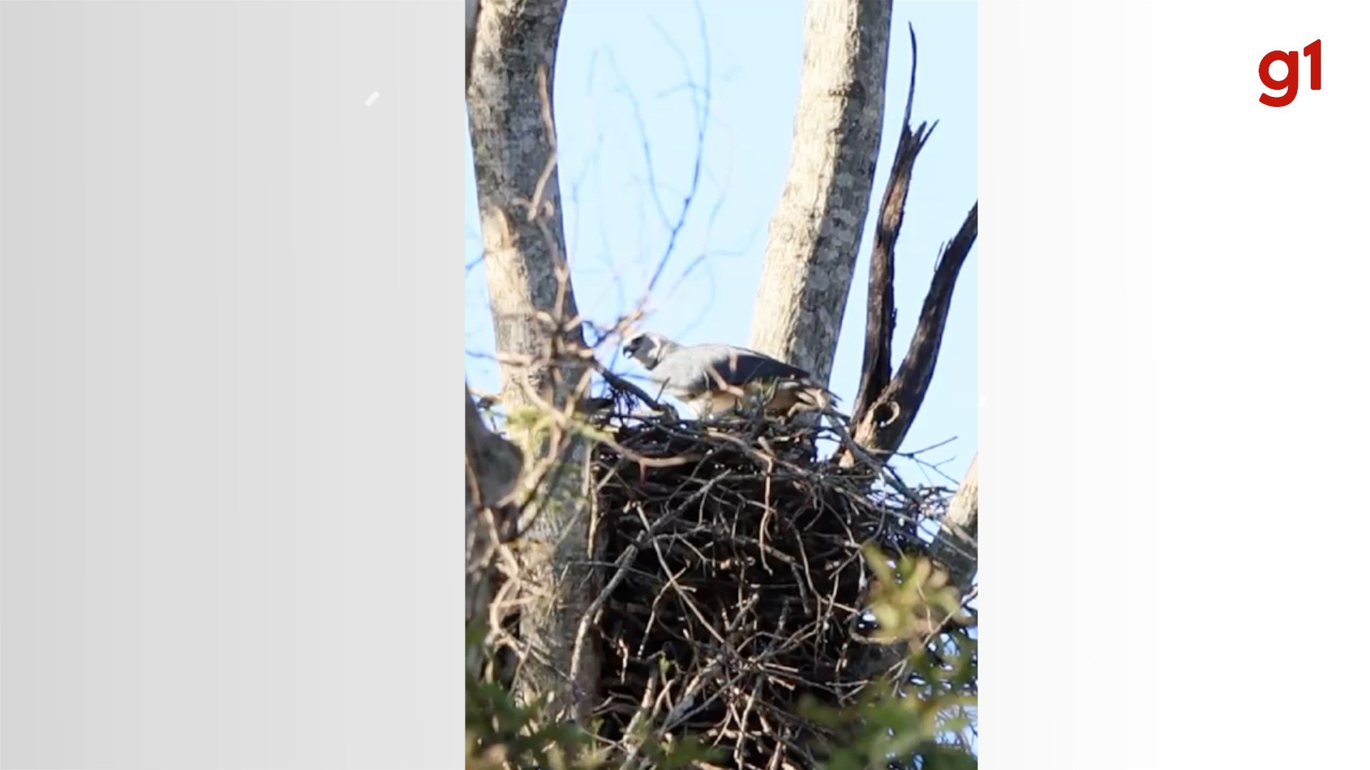 Descoberta do ninho da maior águia no Pantanal1752385295.jpeg