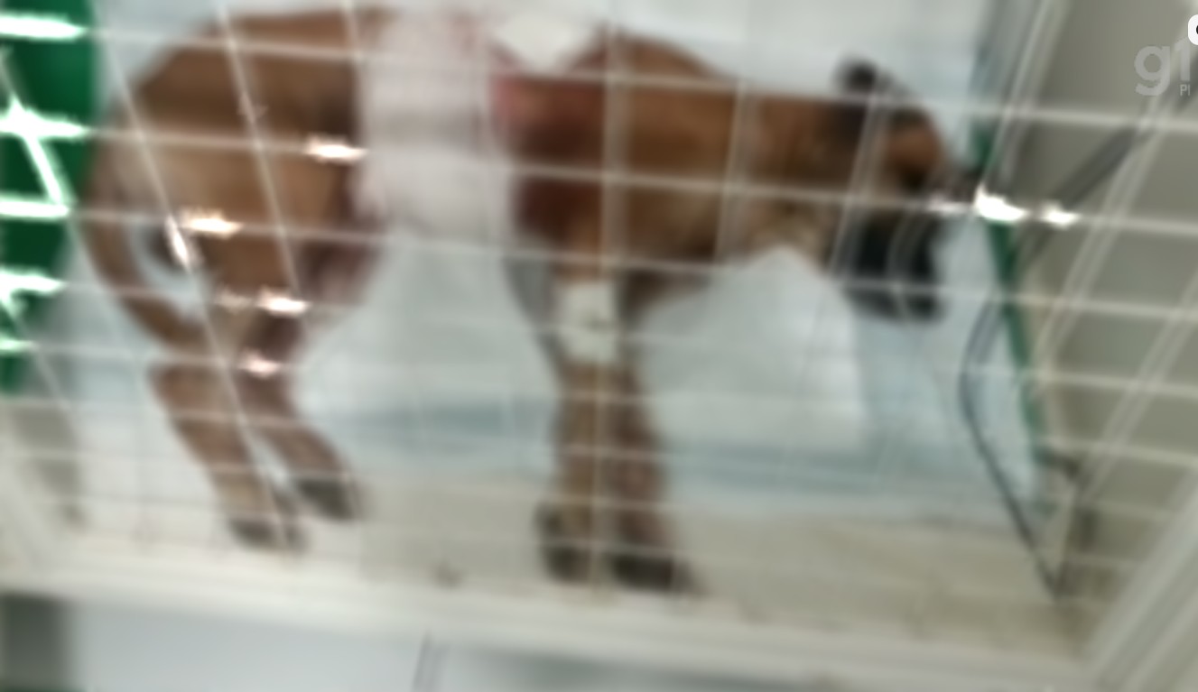 Homem preso por esfaquear cachorro em Campo Maior, Piauí1752277297.jpeg