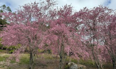 Onde encontrar cerejeiras em flor no Espírito Santo1752592297.jpeg