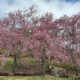 Onde encontrar cerejeiras em flor no Espírito Santo1752592297.jpeg