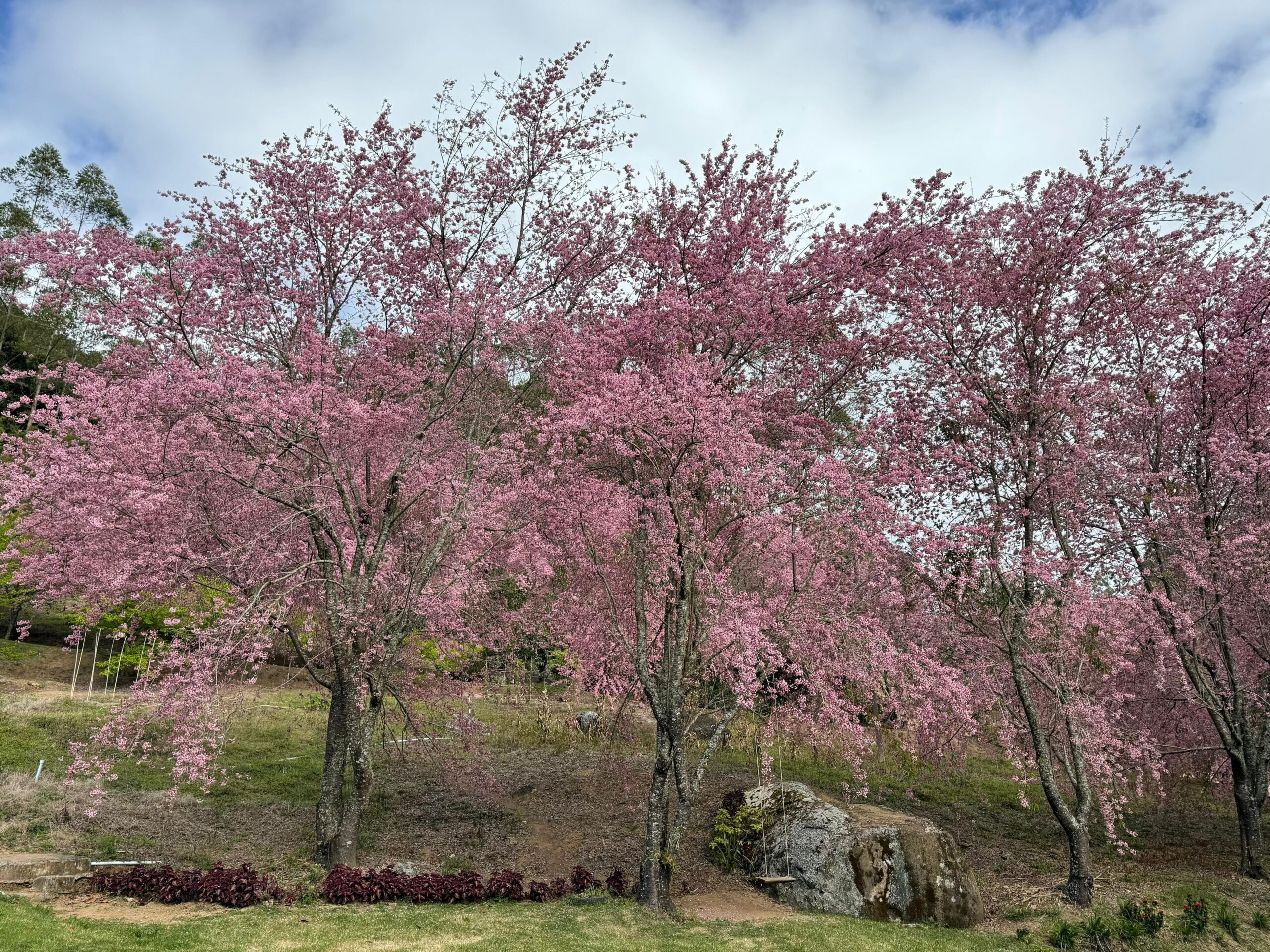 Onde encontrar cerejeiras em flor no Espírito Santo1752592297.jpeg