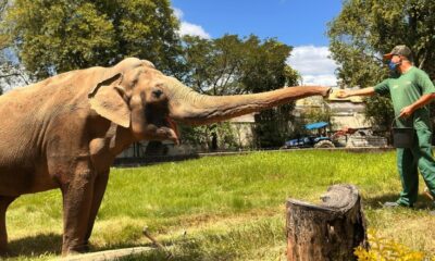 Prefeitura de Sorocaba contesta transferência de elefante Sandro.1752205301.jpeg
