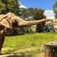 Prefeitura de Sorocaba contesta transferência de elefante Sandro.1752205301.jpeg