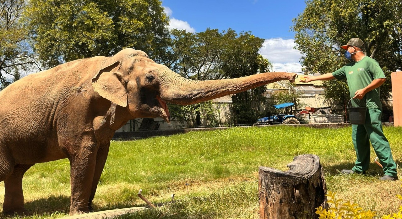 Prefeitura de Sorocaba contesta transferência de elefante Sandro.1752205301.jpeg
