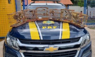 Resgate de 35 aves silvestres em veículo na BR-3431752250299.jpeg