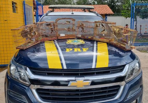 Resgate de 35 aves silvestres em veículo na BR-3431752250299.jpeg